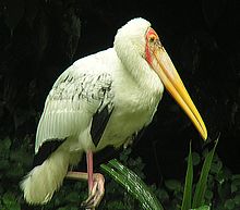 Milky stork in Borneo Myteria cinerea, a Milky Stork (12645271324).jpg