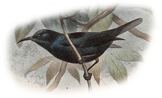 <span class="mw-page-title-main">Bismarck black myzomela</span> Species of bird