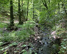 die Wolfsbecke – naturnaher Mittelgebirgsbach