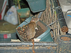 Un rat brun, dans une jardinière, à New York.