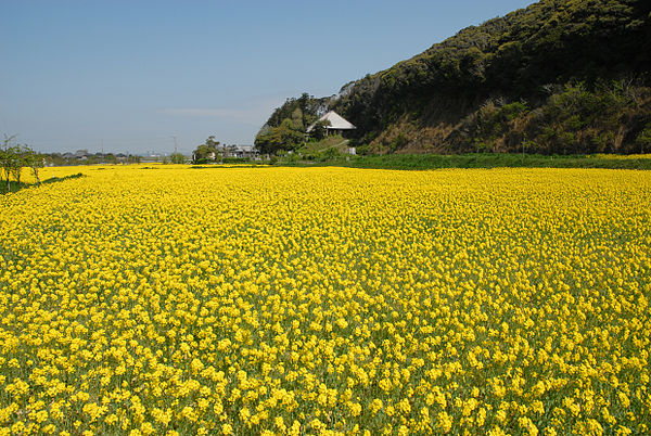 A field of Asahi rapeseed flowers
