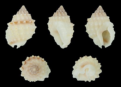 Nassarius (Niotha) quadrasi