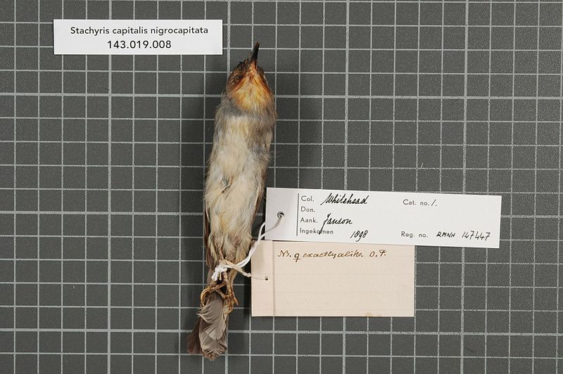 File:Naturalis Biodiversity Center - RMNH.AVES.147447 2 - Stachyris capitalis nigrocapitata (Steere, 1890) - Timaliidae - bird skin specimen.jpeg