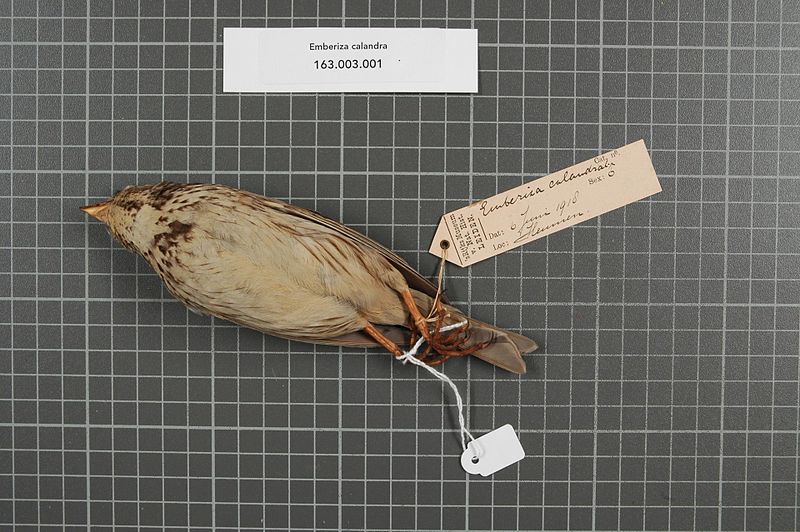 File:Naturalis Biodiversity Center - RMNH.AVES.148707 2 - Emberiza calandra Linnaeus, 1758 - Emberizidae - bird skin specimen.jpeg