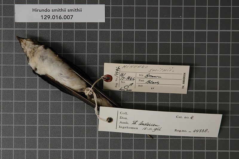 File:Naturalis Biodiversity Center - RMNH.AVES.44338 2 - Hirundo smithii smithii Leach, 1818 - Hirundinidae - bird skin specimen.jpeg