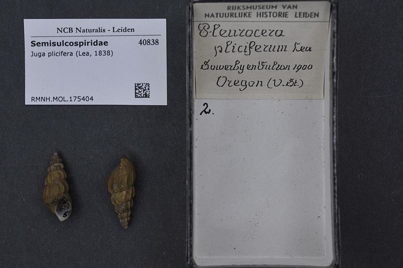 File:Naturalis Biodiversity Center - RMNH.MOL.175404 - Juga plicifera (Lea, 1838) - Semisulcospiridae - Mollusc shell.jpeg