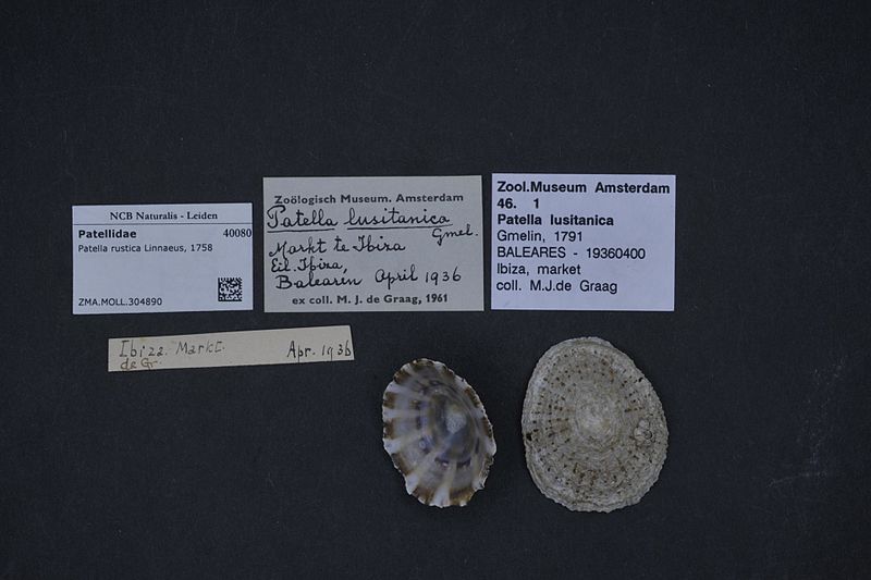 File:Naturalis Biodiversity Center - ZMA.MOLL.304890 - Patella rustica Linnaeus, 1758 - Patellidae - Mollusc shell.jpeg