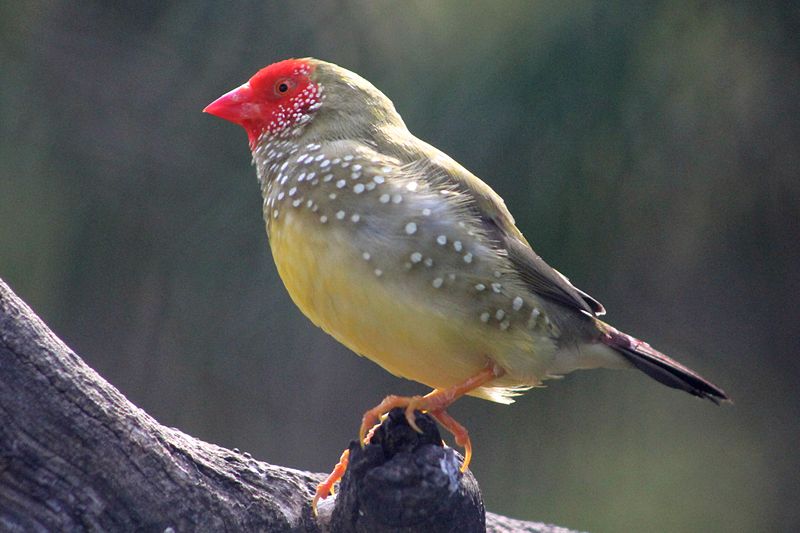 File:Neochmia ruficauda -Hackney, Adelaide, South Australia -male-8a.jpg