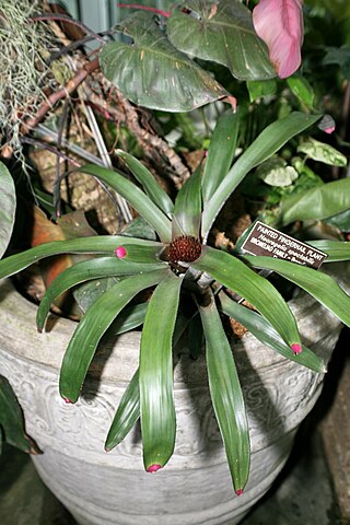 <i>Neoregelia spectabilis</i> Species of flowering plant