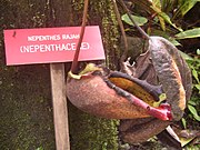 Plant on display at the Kinabalu "Mountain Garden" Nepenthes rajah mountain garden.jpg