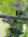 Nepeta sibirica3.jpg