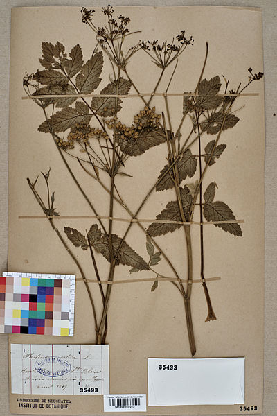 File:Neuchâtel Herbarium - Pastinaca sativa - NEU000007213.jpg