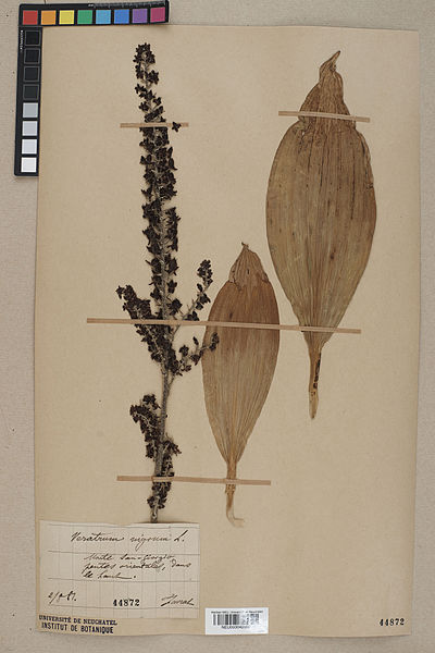 File:Neuchâtel Herbarium - Veratrum nigrum - NEU000042586.jpg