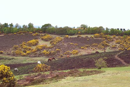 Heathland in the New Forest