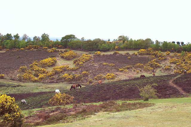 New forest