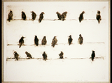 Nineteen Birds, 1992 (Personal Collection)