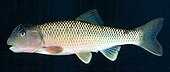 A living Nocomis raneyi, or bull chub Nocomis raneyi cropped.jpg