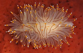 Kuvan kuvaus Nudibranchia (5580381586) .jpg