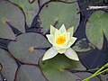 Nymphaea 'Helvola', Grzybienie 'Helvola', 2023-07-21