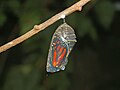 Monarch butterfly chrysalis – late instar