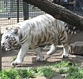 Nyíregyháza Zoo, Panthera tigris tigris, mutatio alba-2.jpg