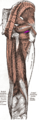 Els músculs de la part posterior de la cuixa. La inserció de l'obturador extern en color morat.