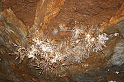 Ochtina Aragonite Cave 31.jpg