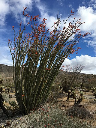 <span class="mw-page-title-main">Yaqui Well</span> California desert watering hole