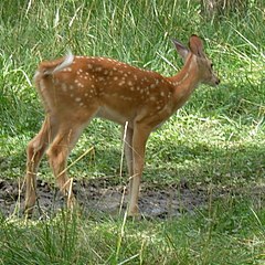 Kedarnath Wildlife Sanctuary