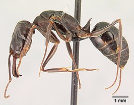 Odontomachus simillimus