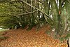 Beech tua Hedge dekat Staddon Hill - geograph.org.inggris - 267886.jpg