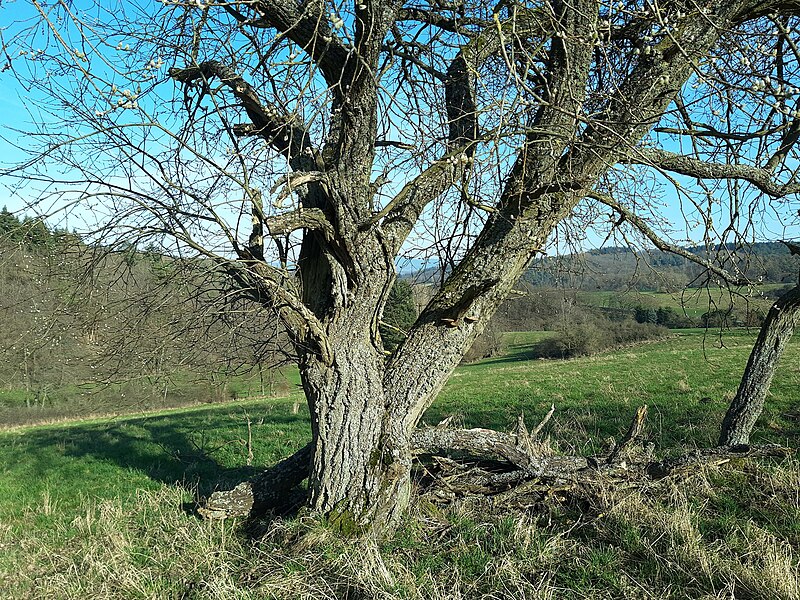 File:Old willow tree in bloom, Ehrenbach.jpg