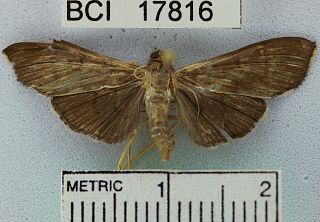 <i>Omiodes humeralis</i> Species of moth