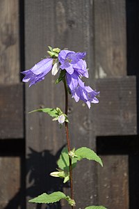 Bellflower, Onšovice