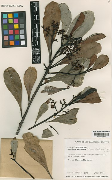 File:Oncotheca humboldtiana Kew K000669140.jpg