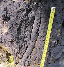 Fossil of the Permian-modern crustacean burrow ichnogenus Ophiomorpha Ophiomorpha.jpg