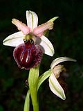 Miniatura per Ophrys panormitana