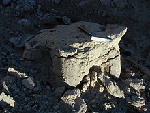 Natural cast of a sauropod hindfoot impression, probably left by Opisthocoelicaudia Opisthocoelicaudia footprint.JPG