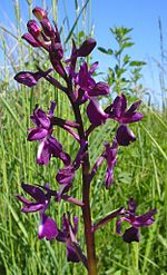 Vignette pour Orchis à fleurs lâches