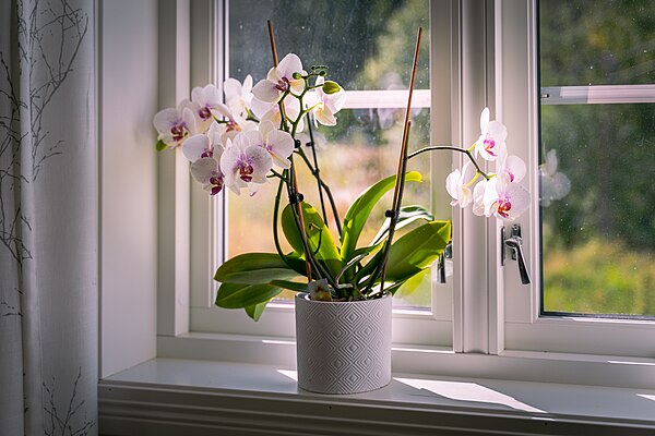 A houseplant on an indoor windowsill