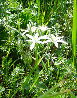 Ornithogalum kochii.jpg