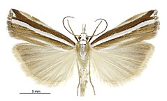 Orocrambus apicellus male.jpg