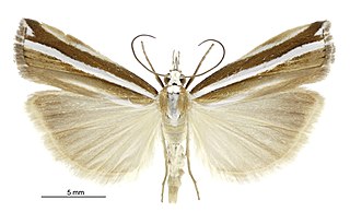 <i>Orocrambus apicellus</i> Species of moth