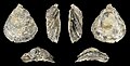 * Nomination Left valve of a fossil European Flat Oyster, Ostrea edulis --Llez 06:36, 17 February 2024 (UTC) * Promotion  Support Good quality.--Tournasol7 06:42, 17 February 2024 (UTC)