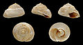 * Nomination Diameter 1,6 cm; Miocene, Burdigalian; Léognan, France; Shell of own collection --The Photographer 19:11, 15 January 2013 (UTC) * Promotion  Support QI & Useful --Archaeodontosaurus 10:33, 16 January 2013 (UTC)