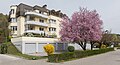 * Nomination Apartement building and blooming prune tree on 10. Oktober Strasse #23, Poertschach, Carinthia, Austria --Johann Jaritz 02:45, 9 April 2016 (UTC) * Promotion Good composition with a beautiful detailed purple tree in the foreground. In first instance I was thinking it needs a perspective improvement, but it was just an optical illusion. --Michielverbeek 03:56, 9 April 2016 (UTC)