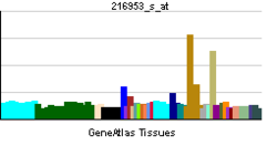 PBB GE WT1 216953 s at tn.png