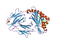 T-cell surface glycoprotein CD1b