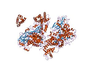 Single-Stranded Binding Protein