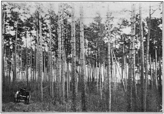PSM V81 D541 Natural red norway pine forest on chippewa reservation in minnesota.png